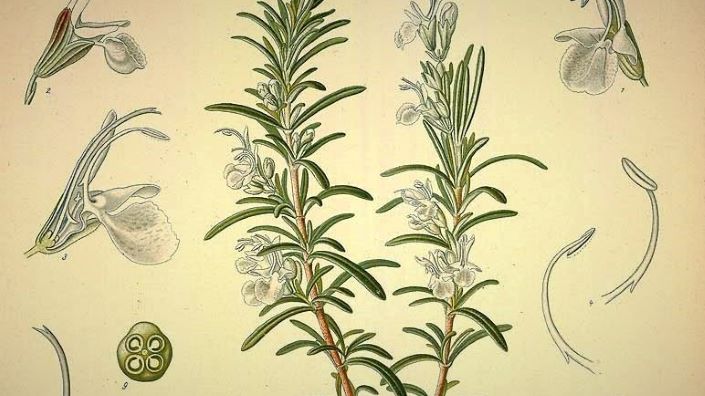 UDSB88 - Rosemary-botanical