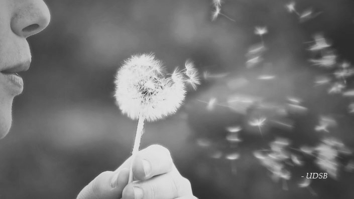 UDSB - Le pouvoir des habitudes : Transformez votre vie