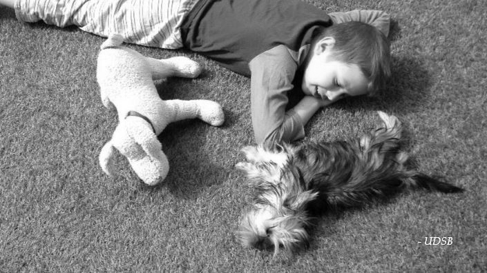 UDSB - Partager sa vie avec un chien